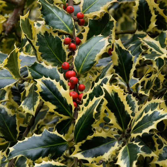 Ilex 'Argentea Marginata'