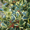 Ilex 'Golden King'