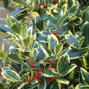 Ilex 'Golden King'