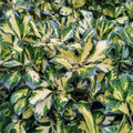 Ilex 'Lawsoniana'