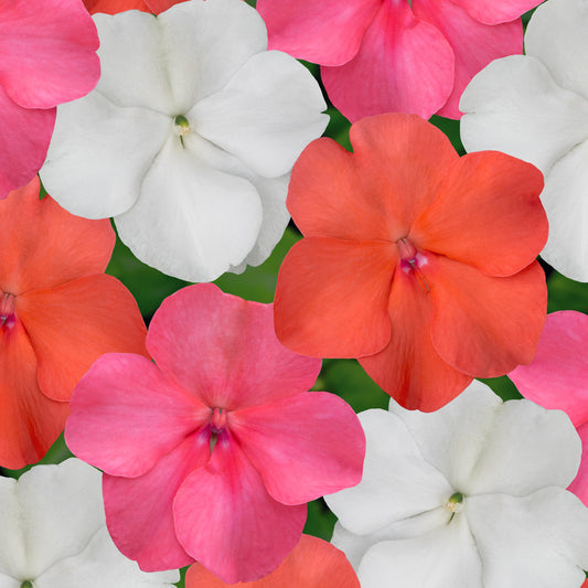 Impatiens Beacon Peach Bedding Plants