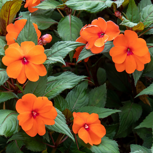 Impatiens Orange Basket Plants