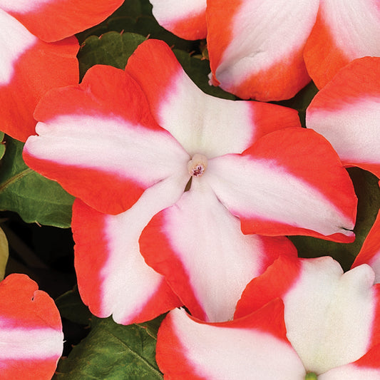 Impatiens Orange Star Basket Plants