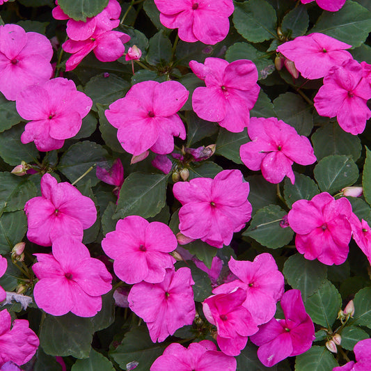 Impatiens Purple Basket Plants