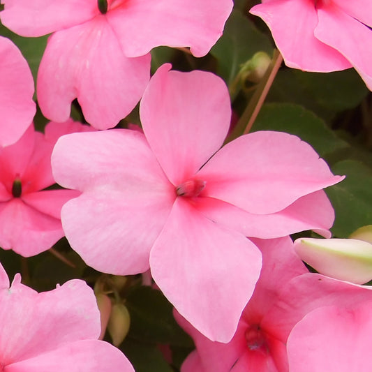 Impatiens Rose Basket Plants