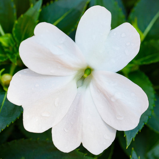 Impatiens White Basket Plants