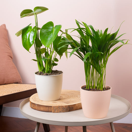 Tropical Duo House Plant Bundle