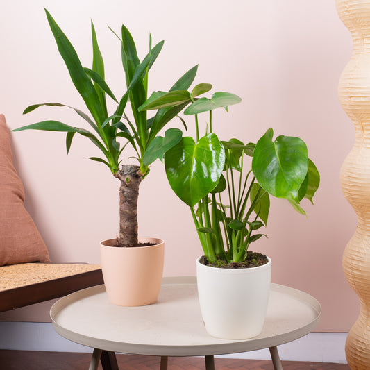 Botanical Beauty House Plant Bundle