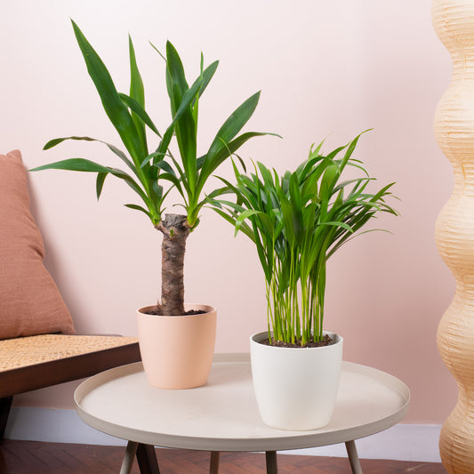 Indoor Oasis House Plant Bundle