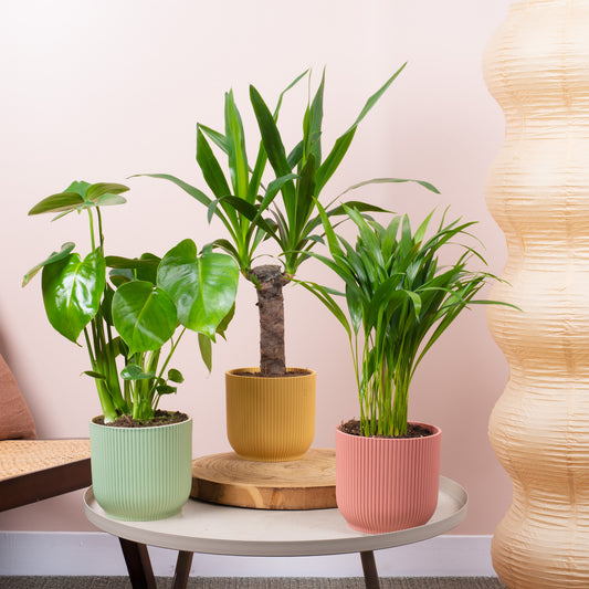 Urban Jungle House Plant Bundle