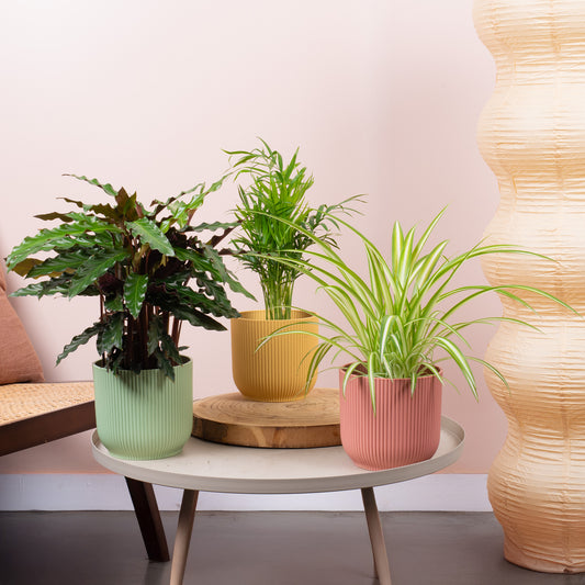 Pet Safe House Plant Bundle