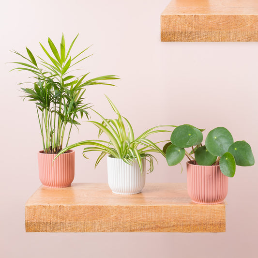 Fur Friendly House Plant Bundle