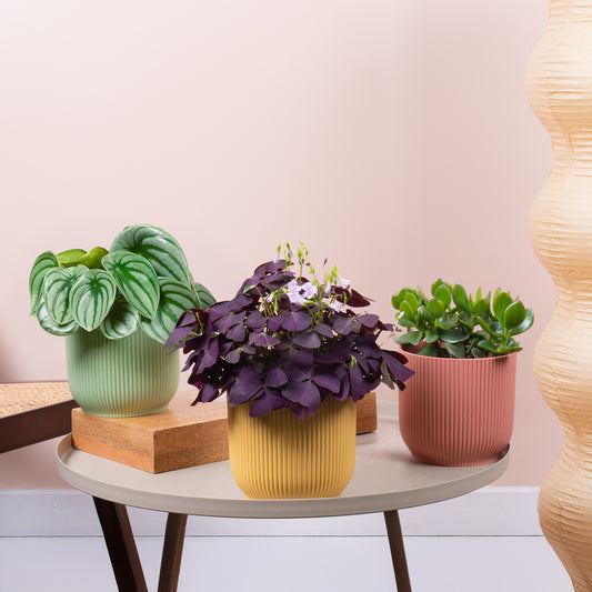 Easy Care Vibrant House Plant Bundle