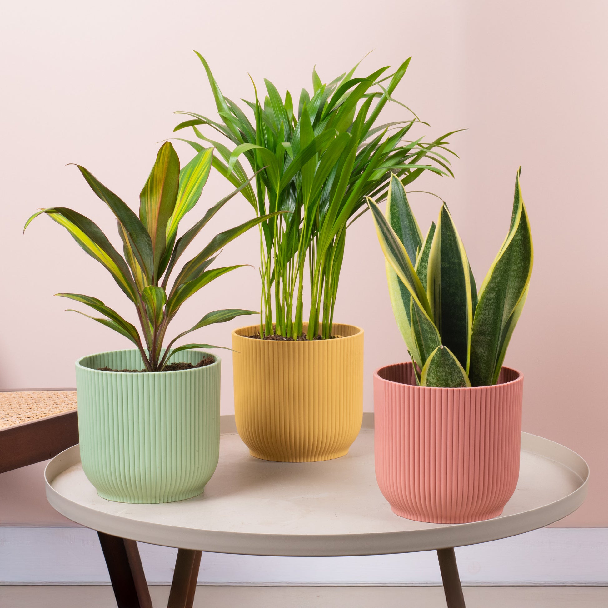 easy indoor plants uk Easy Care Tropical House Plant Bundle
