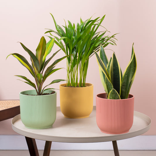 Easy Care Tropical House Plant Bundle