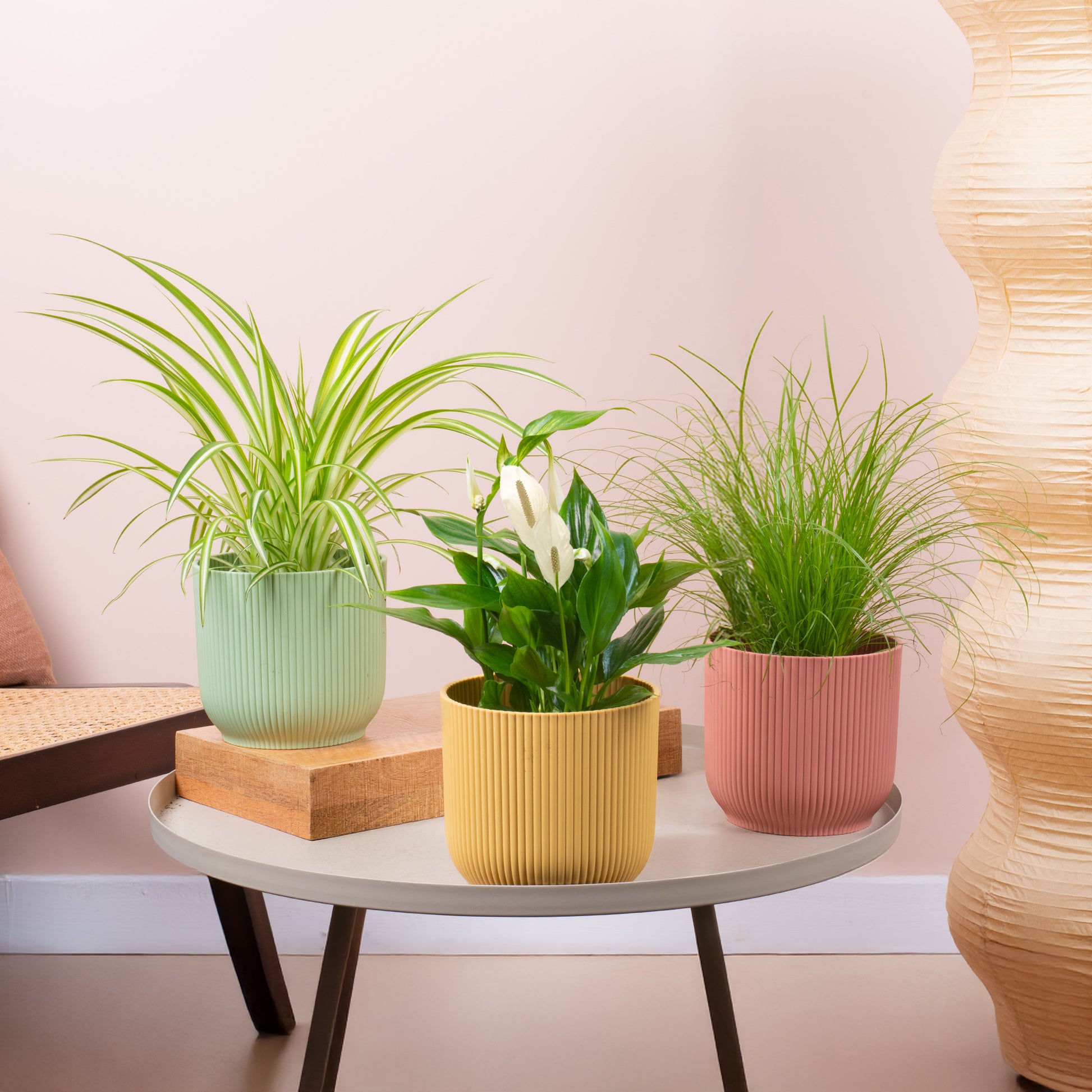 easy care house plants uk Easy Care House Plant Bundle