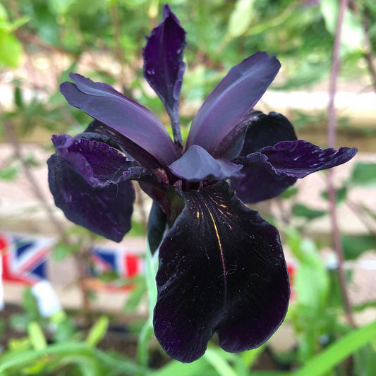 Iris 'Black Knight'