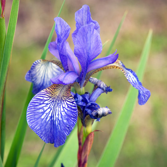 Iris 'Blue King'