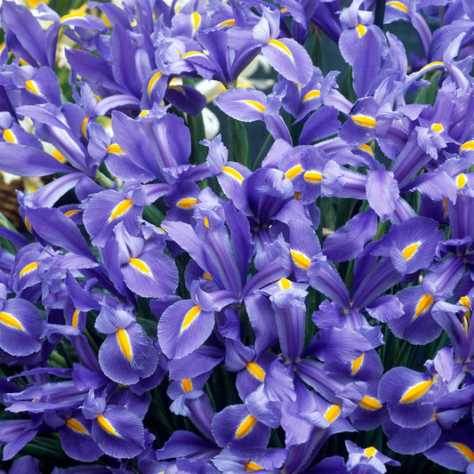 Iris 'Discovery'