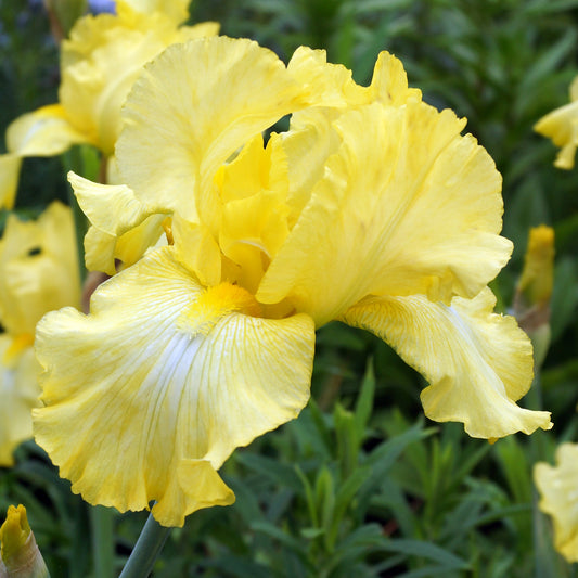 Iris 'Harvest of Memories'