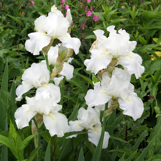 Iris 'Immortality'
