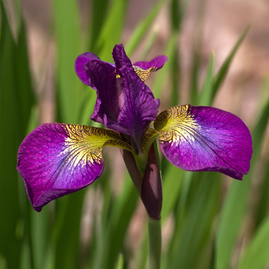 Iris 'Red Flare'