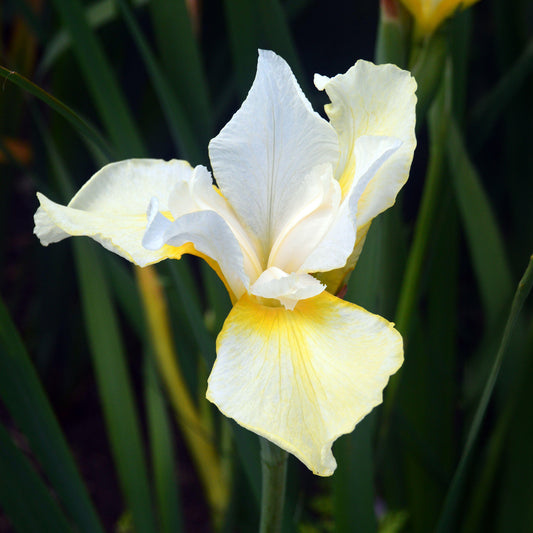 Iris 'Snow Queen'