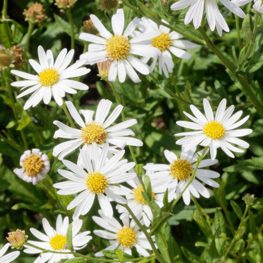 Kalimeris 'Alba'