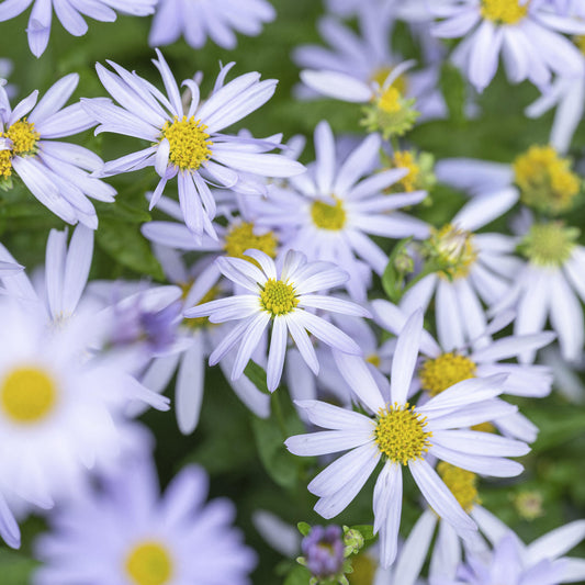Kalimeris 'Blue Star'