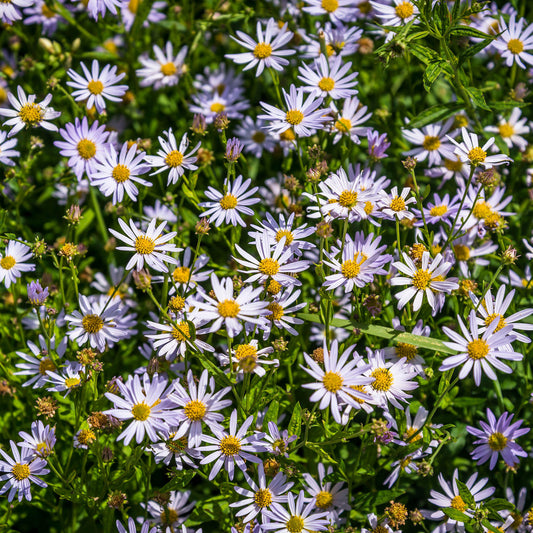 Kalimeris 'Charlotte'