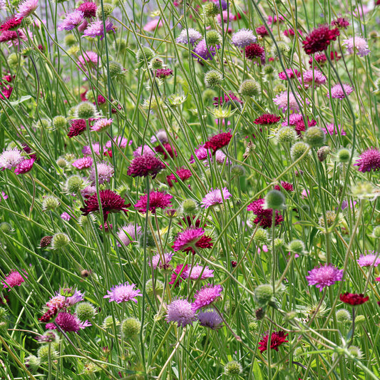 Knautia 'Melton Pastels'