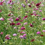 Knautia 'Melton Pastels'