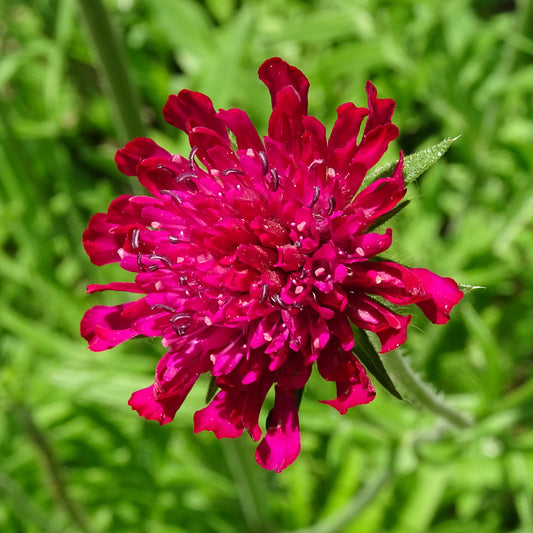 Knautia macedonica