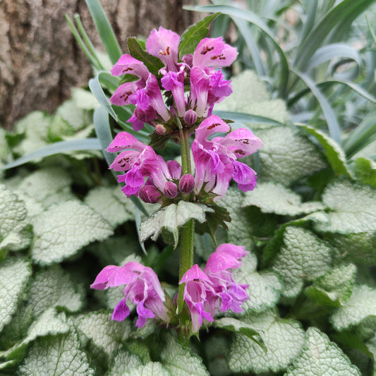 Lamium 'Red Nancy'