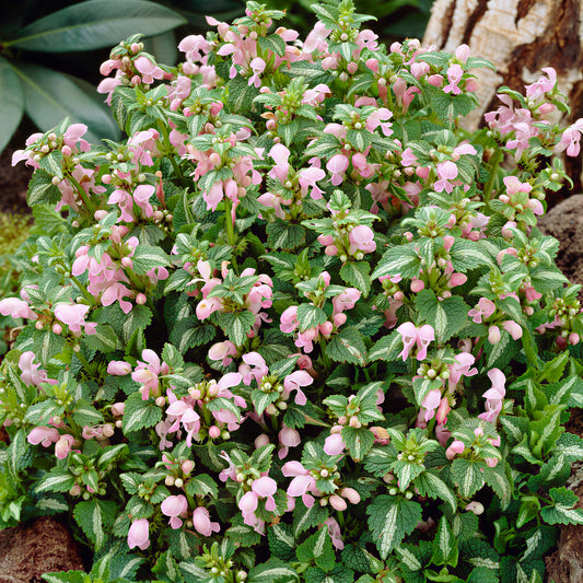 Lamium 'Shell Pink'