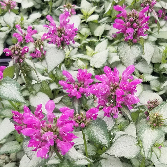 Lamium 'Sterling Silver'