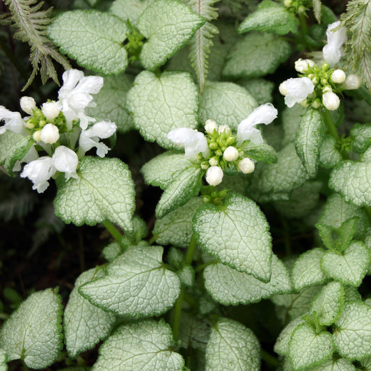 Lamium 'White Nancy'