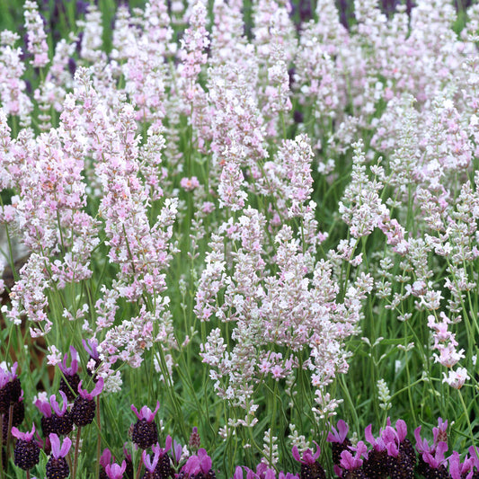 Lavandula 'Hidcote Pink'