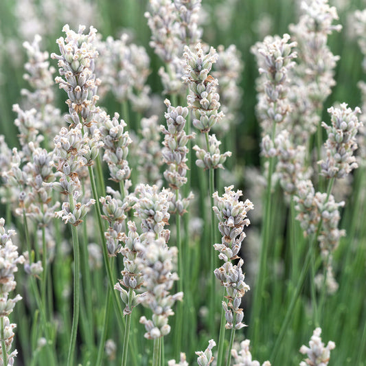 Lavandula 'Hidcote White'
