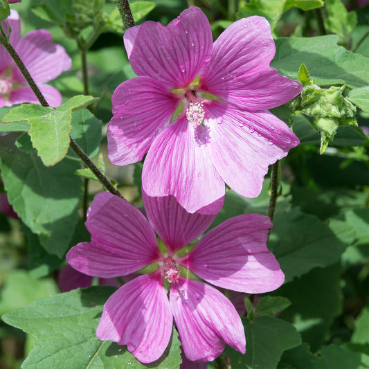 Lavatera 'Burgundy Wine'