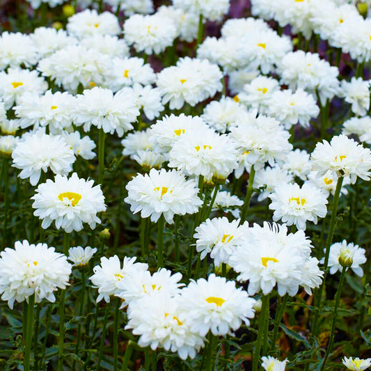 Leucanthemum 'Victorian Secret'