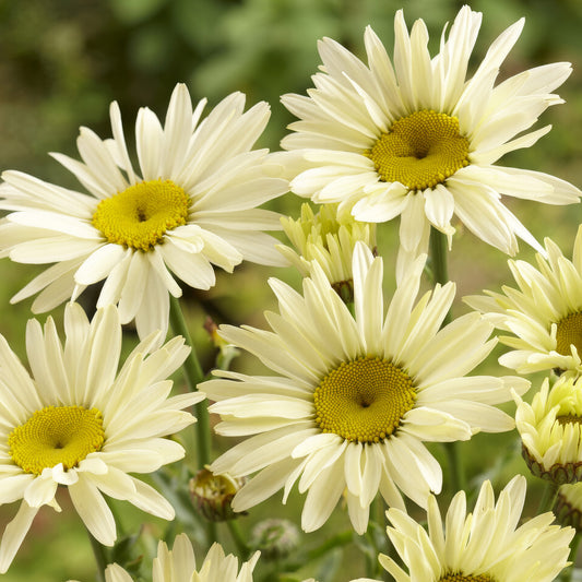 Leucanthemum 'Banana Cream'