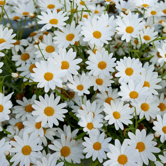 Leucanthemum 'Daisy Queen'
