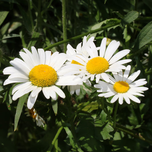 Leucanthemum 'Lablanche'