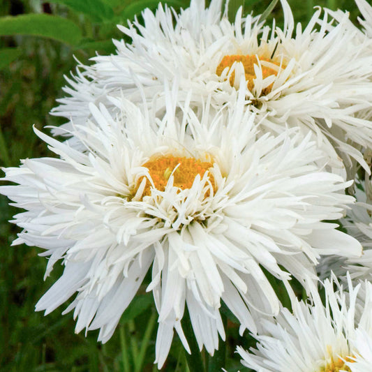 Leucanthemum 'Laspider'