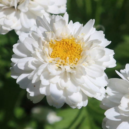 Leucanthemum 'Macaroon'