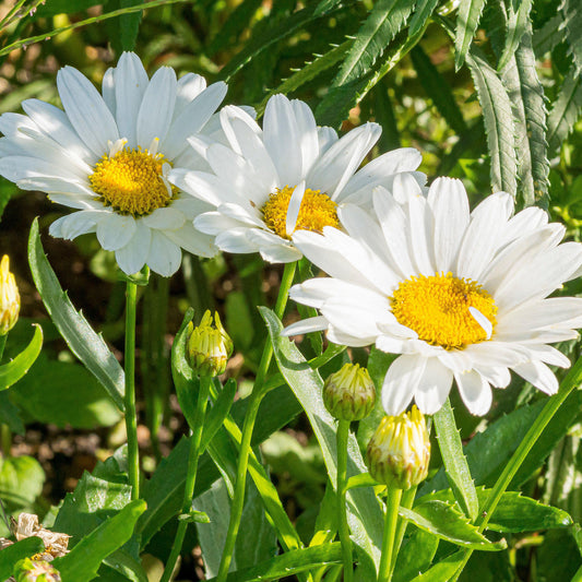 Leucanthemum 'Madonna'