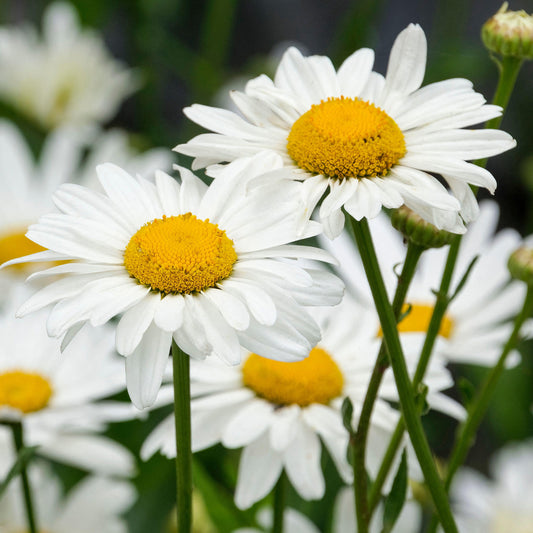 Leucanthemum 'Snowcap'