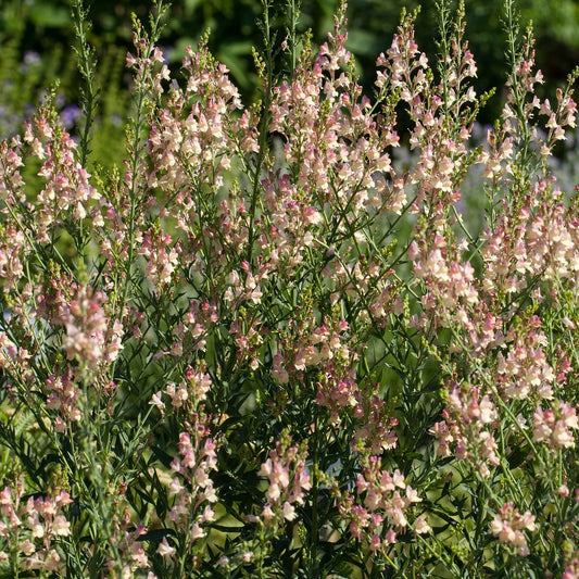 Linaria 'Peachy'