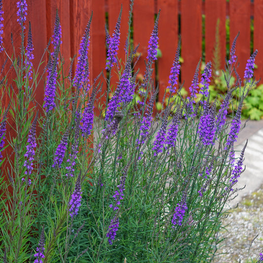 Linaria purpurea